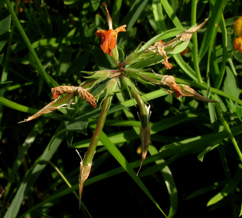 Image of genus Lotus specimen.