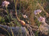 Allium psebaicum. Основание выкопанного растения с луковицей и корневой системой. Краснодарский край, Новороссийск, м. Шесхарис, прибрежный склон Маркотхского хребта, можжевеловое редколесье, выс. 536 м н.у.м. 21.07.2013..