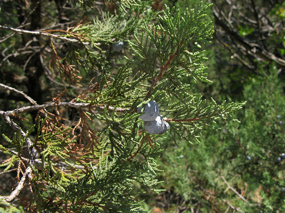 Изображение особи Juniperus excelsa.