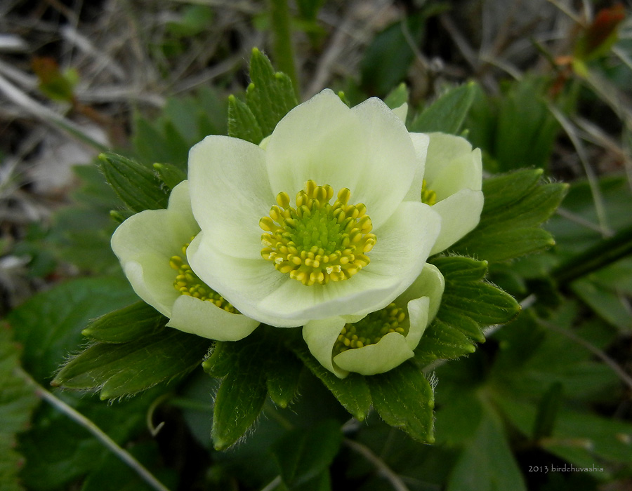 Image of Anemonastrum villosissimum specimen.