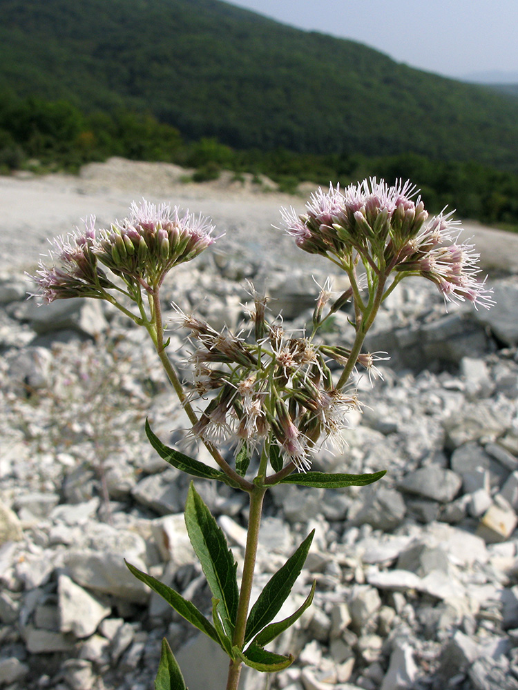 Изображение особи Eupatorium cannabinum.