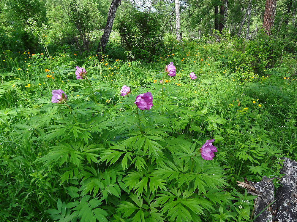 Image of Paeonia anomala specimen.