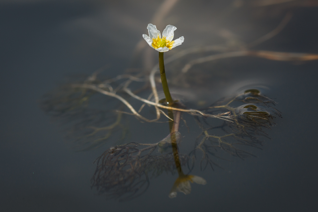 Image of Ranunculus rionii specimen.