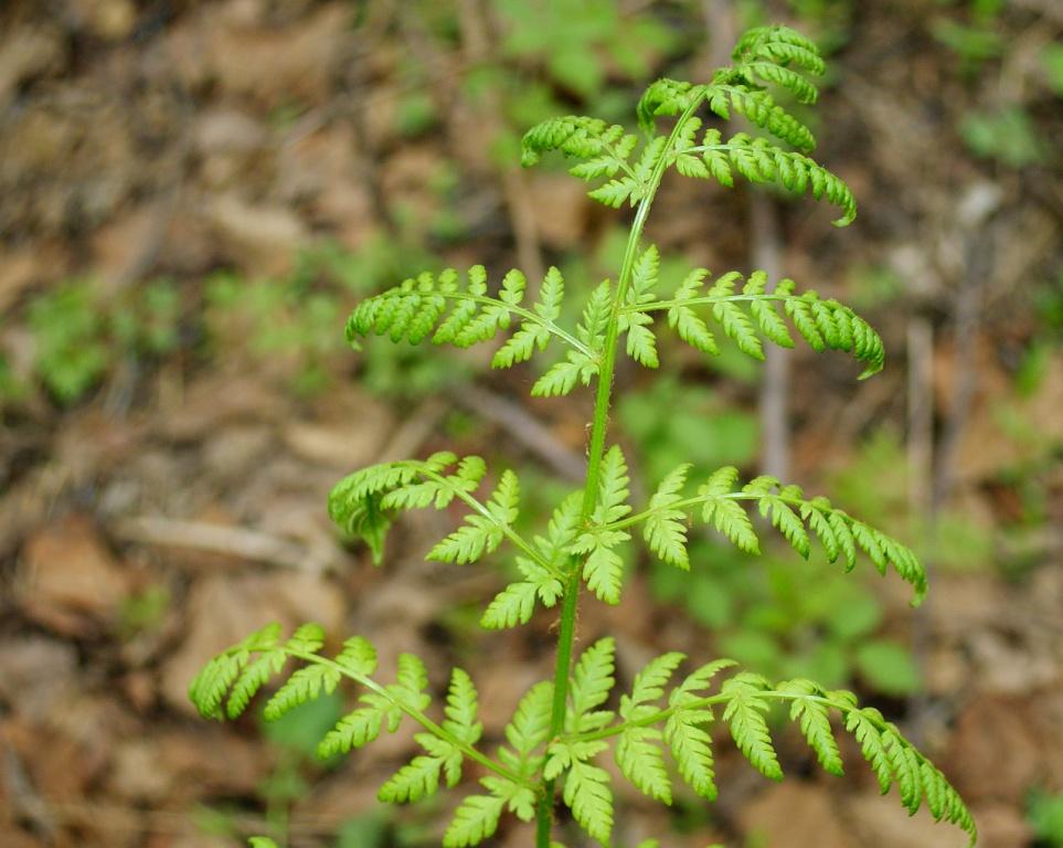 Image of Dryopteris expansa specimen.