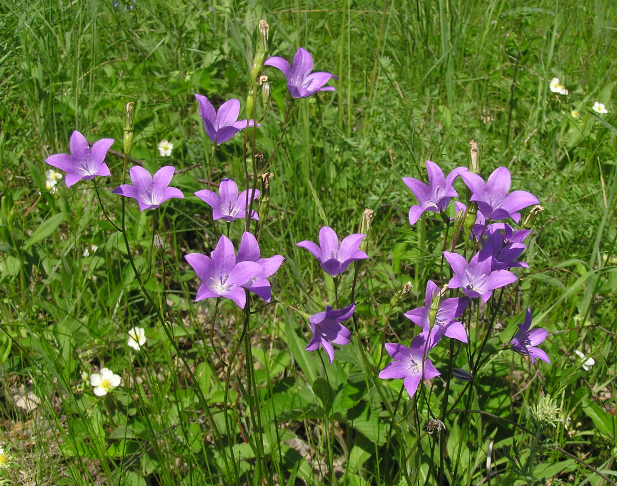 Image of Campanula wolgensis specimen.