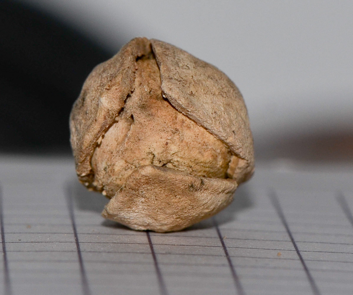 Image of Moringa peregrina specimen.