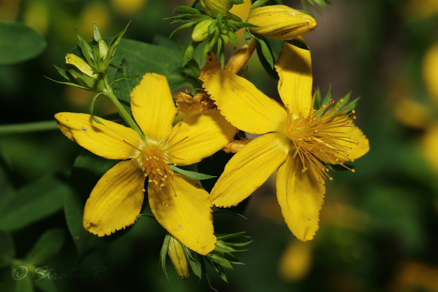 Image of Hypericum perforatum specimen.