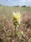 Centaurea paczoskii