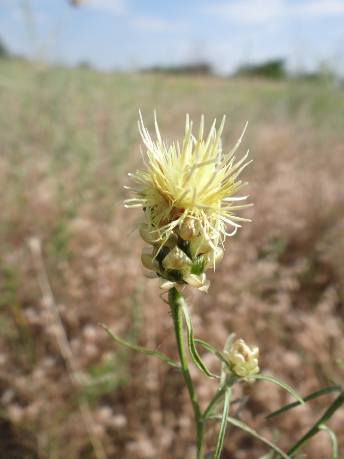 Image of Centaurea paczoskii specimen.