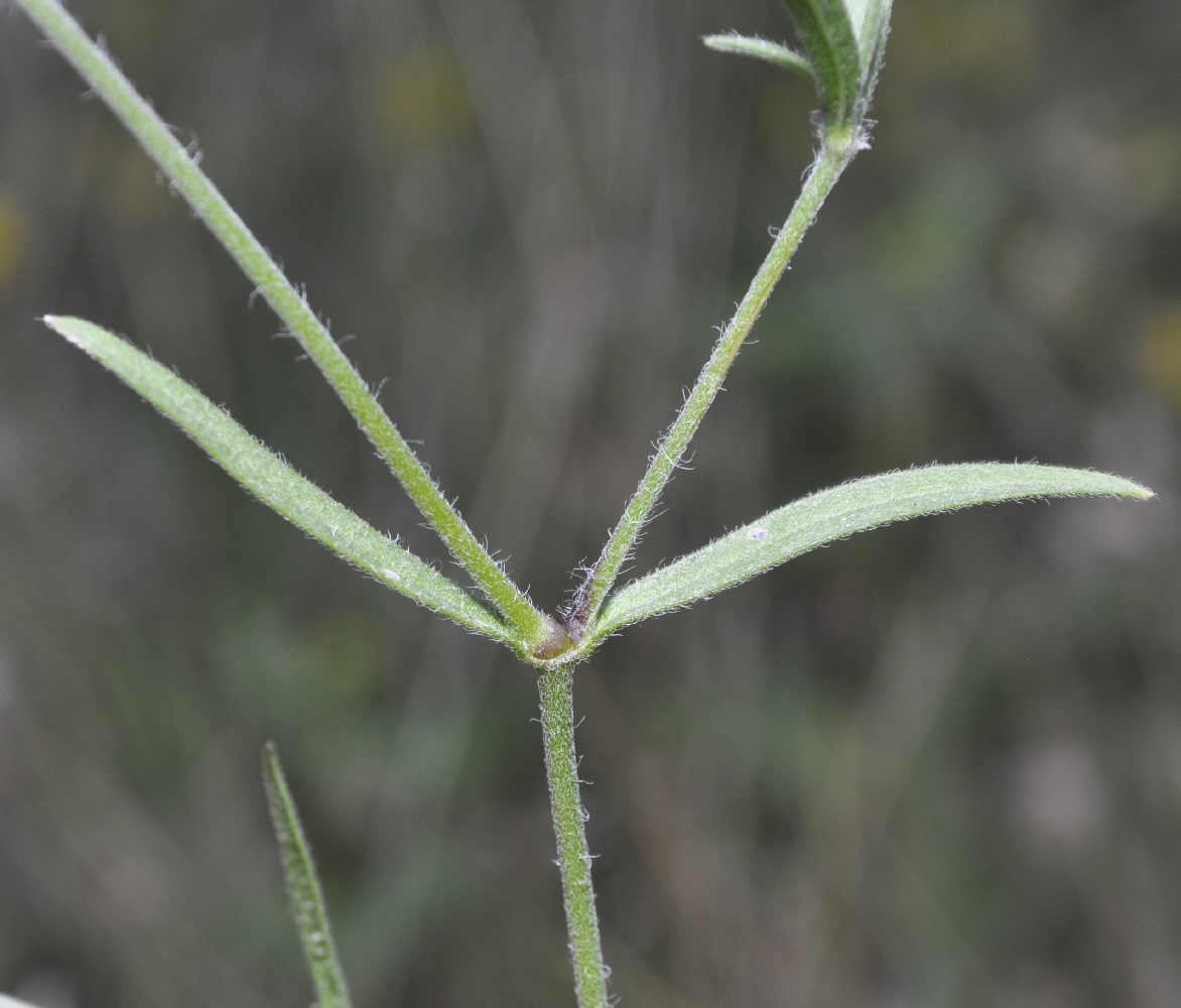 Image of Silene gallinyi specimen.