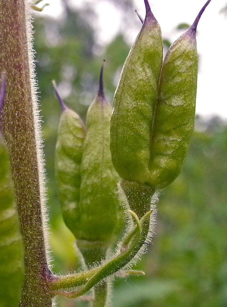 Image of Aconitum septentrionale specimen.