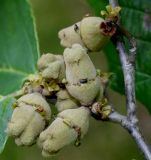 Hamamelis vernalis. Соплодие. Германия, г. Дюссельдорф, Ботанический сад университета. 05.09.2014.