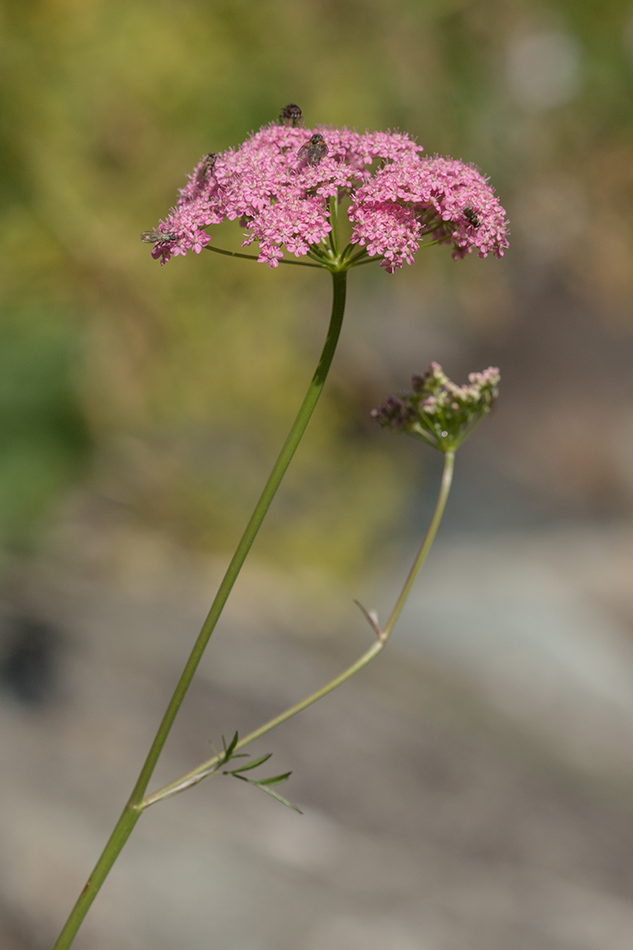 Image of Carum carvi specimen.