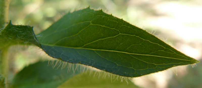 Изображение особи Hieracium virgultorum.