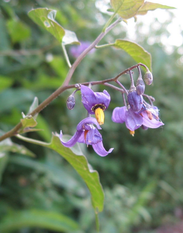 Image of Solanum kitagawae specimen.