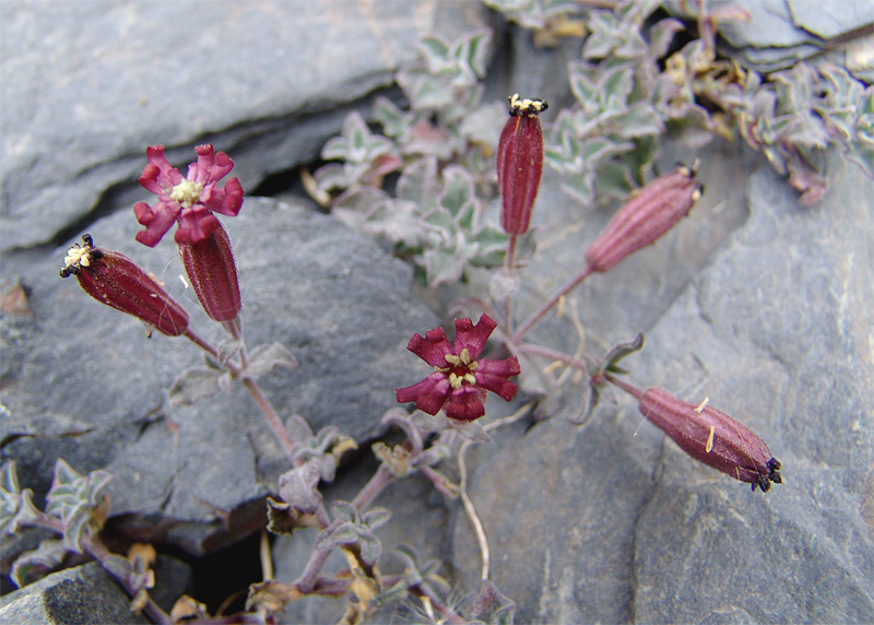 Изображение особи Silene humilis.