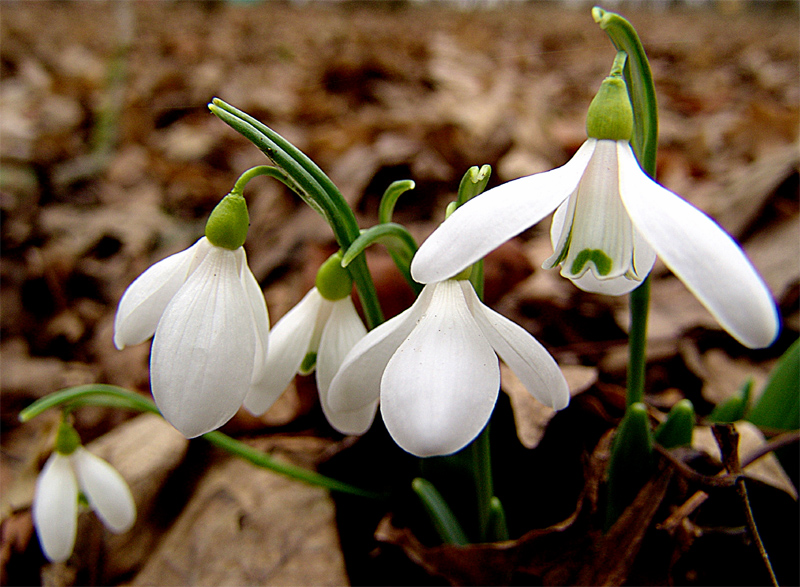 Image of Galanthus alpinus specimen.