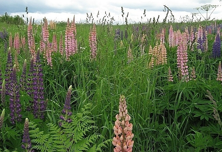 Изображение особи Lupinus &times; regalis.