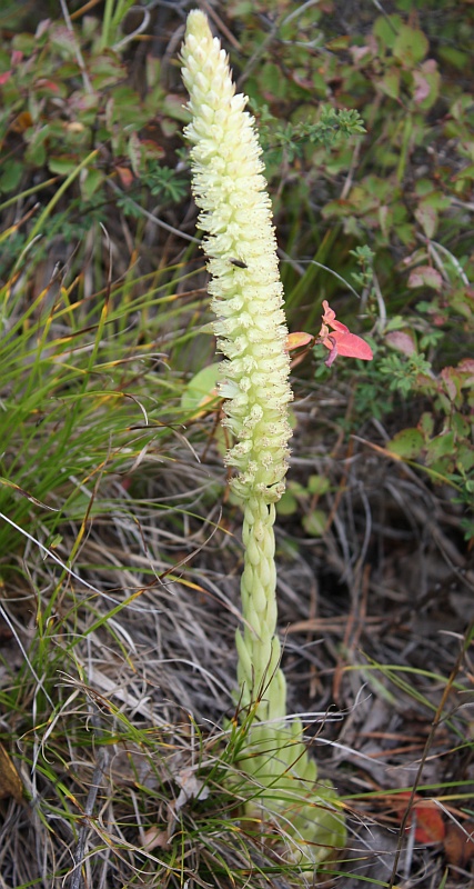 Изображение особи Orostachys spinosa.