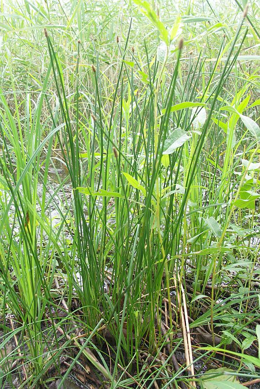 Image of Eleocharis palustris specimen.