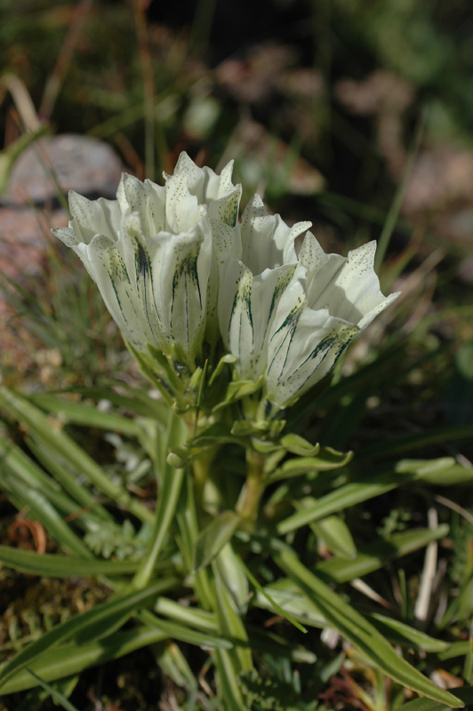 Image of Gentiana algida specimen.