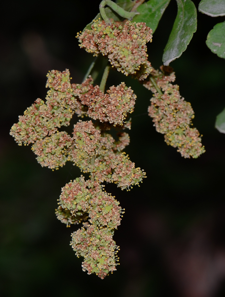 Image of Rhus crenata specimen.