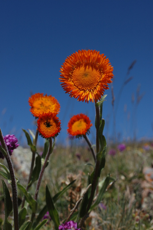 Image of Erigeron aurantiacus specimen.