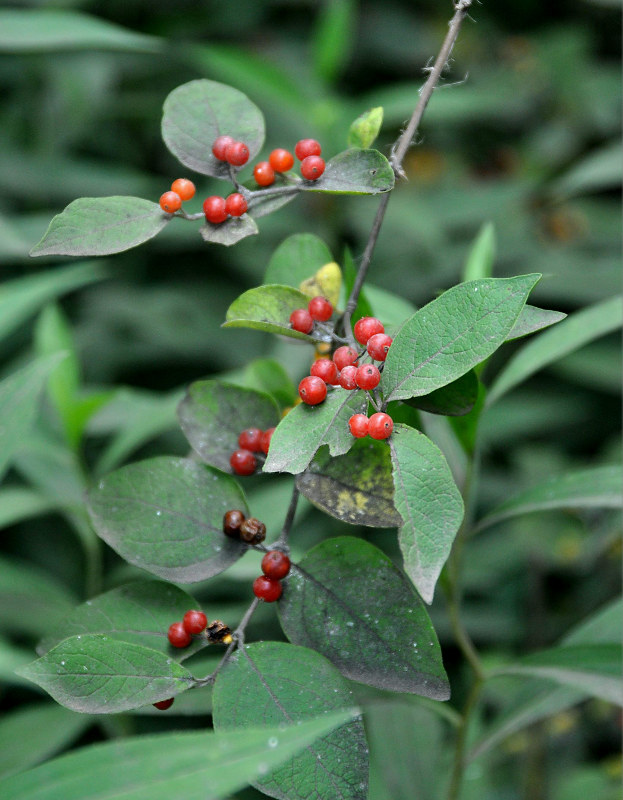 Image of Lonicera ruprechtiana specimen.