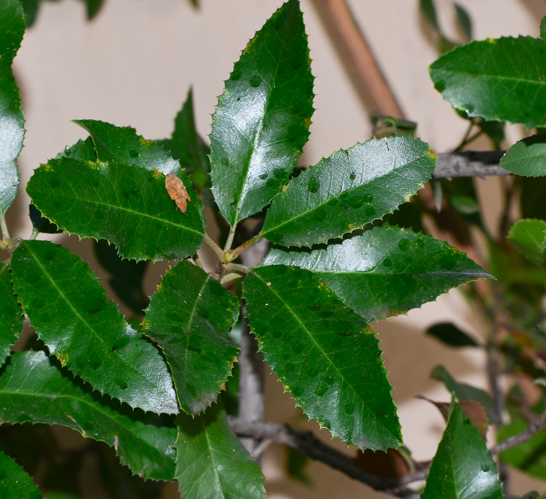 Image of Heteromeles arbutifolia specimen.