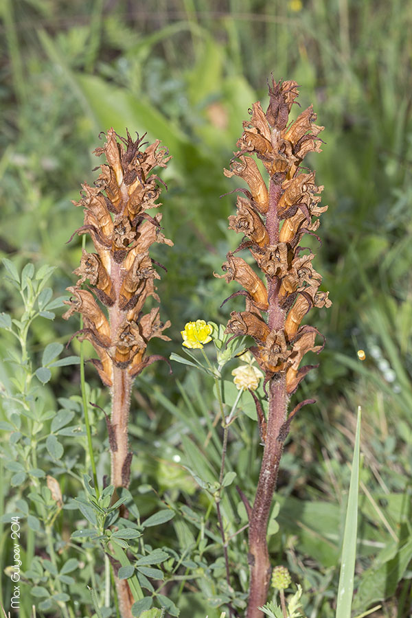 Image of Orobanche lutea specimen.