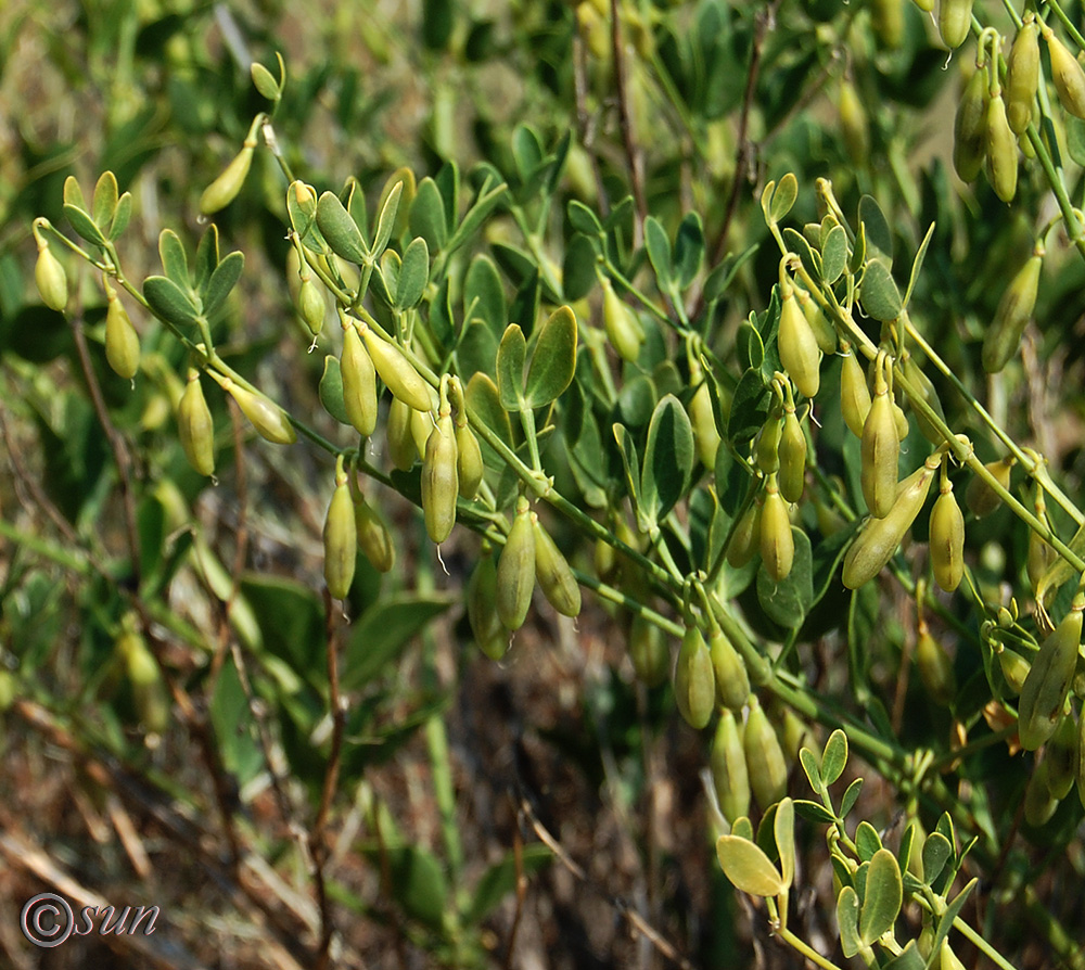 Image of Zygophyllum fabago specimen.