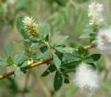 Salix kochiana. Часть плодоносящего побега. Иркутская обл., Иркутский р-н, окр, с. Смоленщина, правый берег р. Иркут. 06.06.2015.