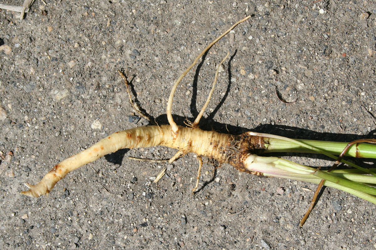 Image of Pastinaca sylvestris specimen.