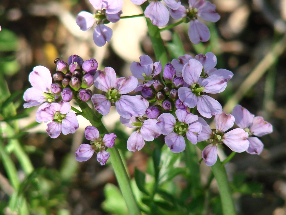 Изображение особи Cardamine pratensis.