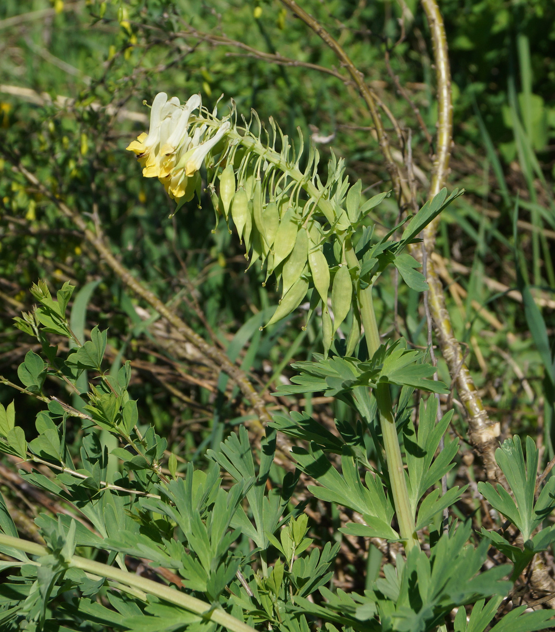 Изображение особи Corydalis nobilis.