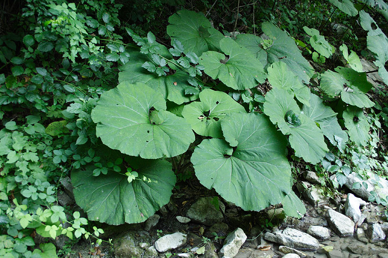 Image of Petasites amplus specimen.