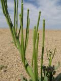 Matthiola tatarica