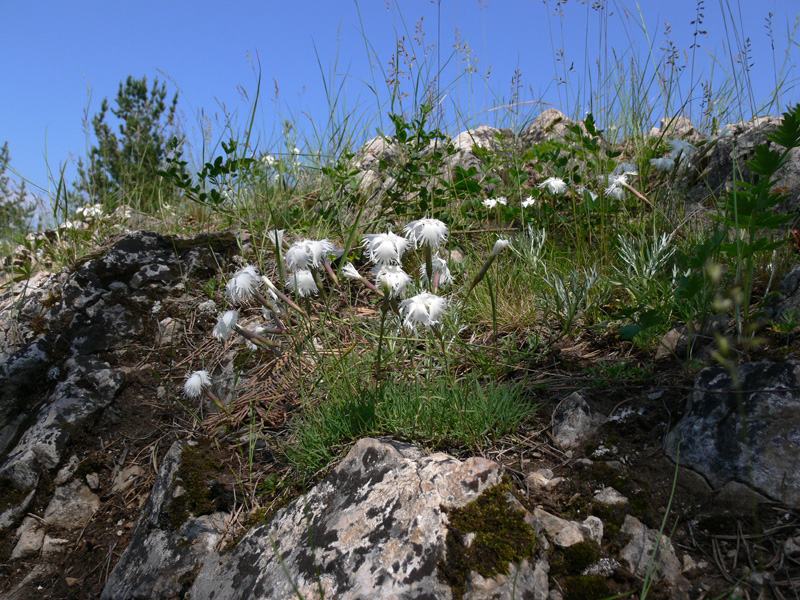 Image of Dianthus acicularis specimen.