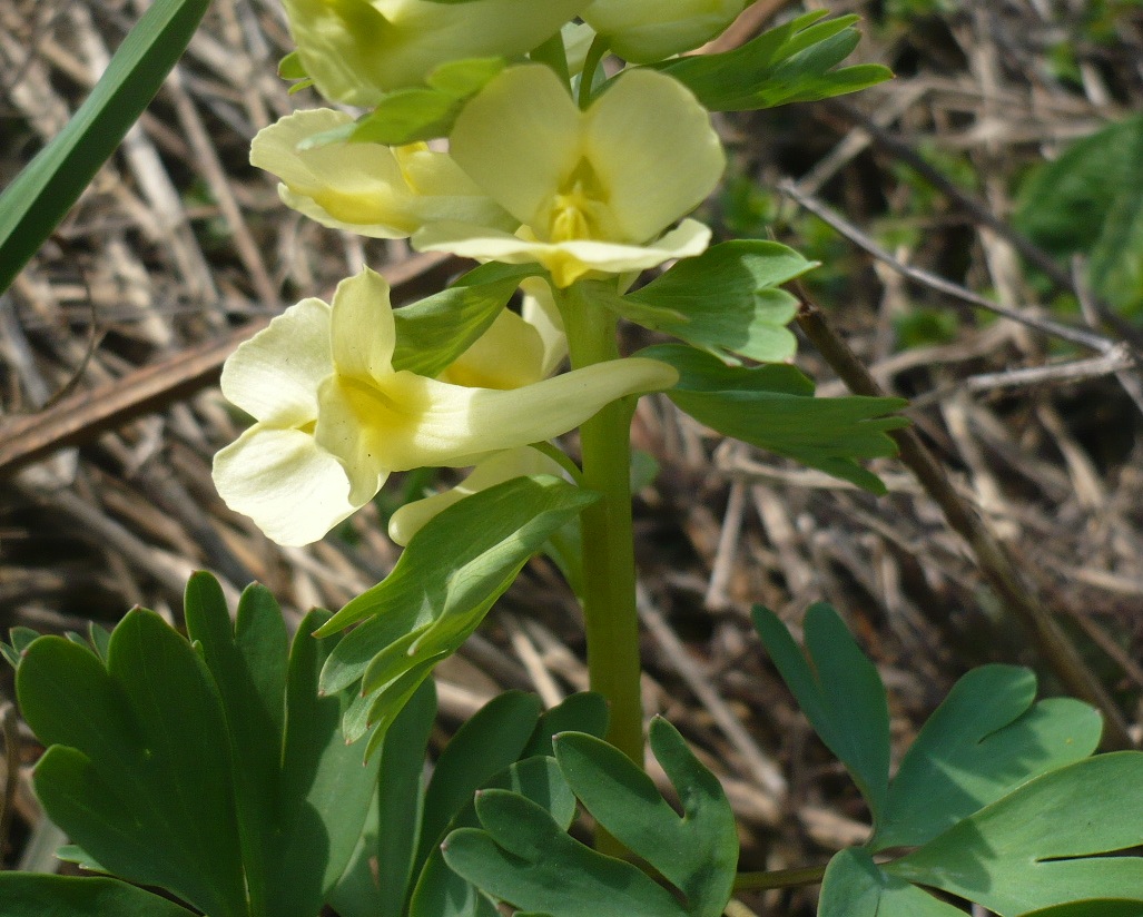 Image of Corydalis bracteata specimen.