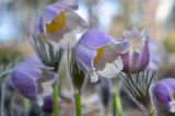 Pulsatilla patens