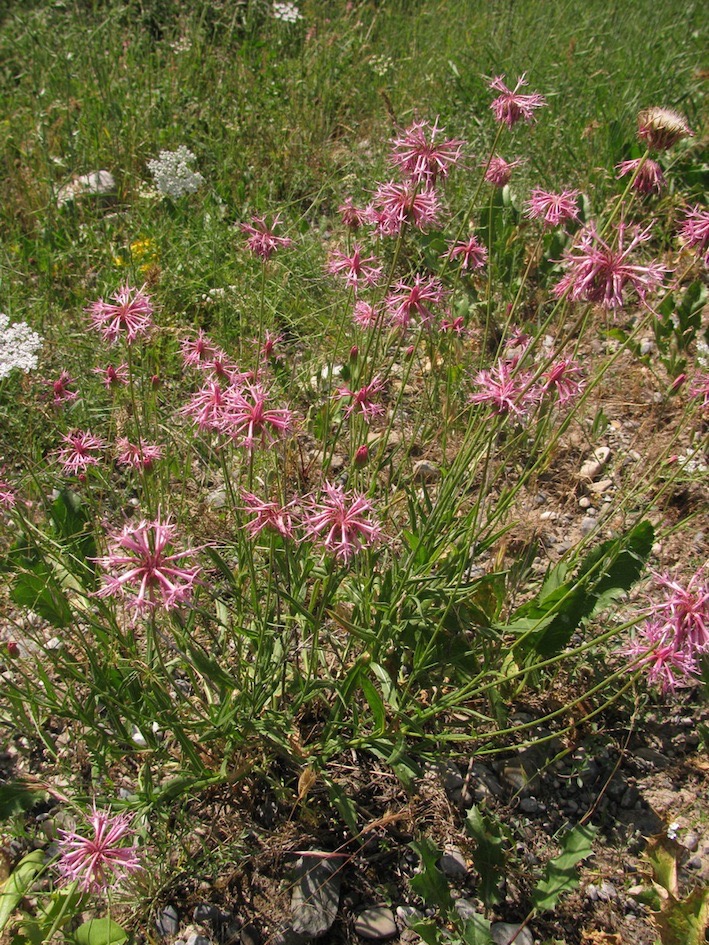 Image of Jurinea macranthodia specimen.