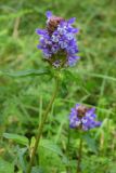 Prunella vulgaris. Верхушка цветущего растения. Республика Адыгея, г. Майкоп, южная окраина города, поляна между лесом на хребте Нагиеж-Уашх и р. Белой, у грунтовой дороги. 28.08.2016.