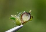 Ambrosia artemisiifolia. Плод в продольном разрезе. Республика Адыгея, г. Майкоп, южная окраина города, поляна у грунтовой дороги между лесом на хребте Нагиеж-Уашх и левым берегом р. Белая. 04.09.2016.