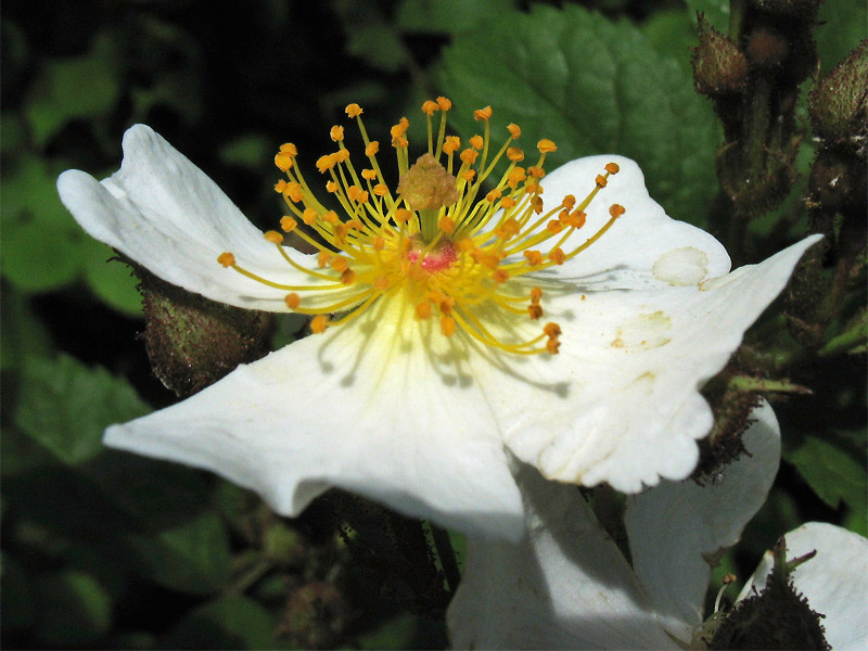 Image of Rosa multiflora specimen.