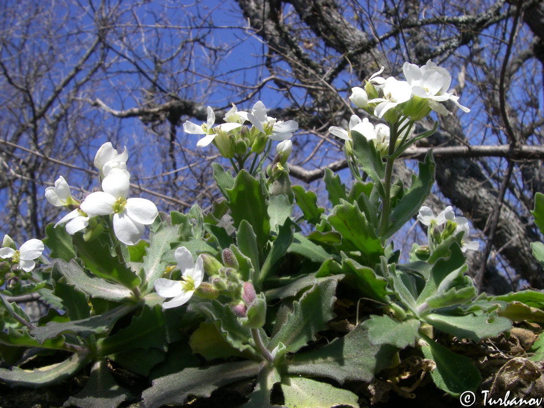 Image of Arabis caucasica specimen.