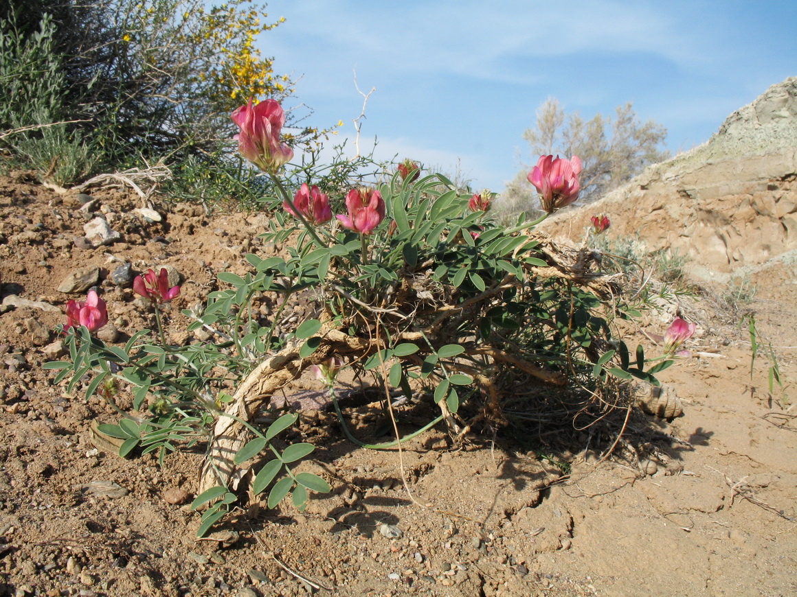 Image of Hedysarum ferganense specimen.