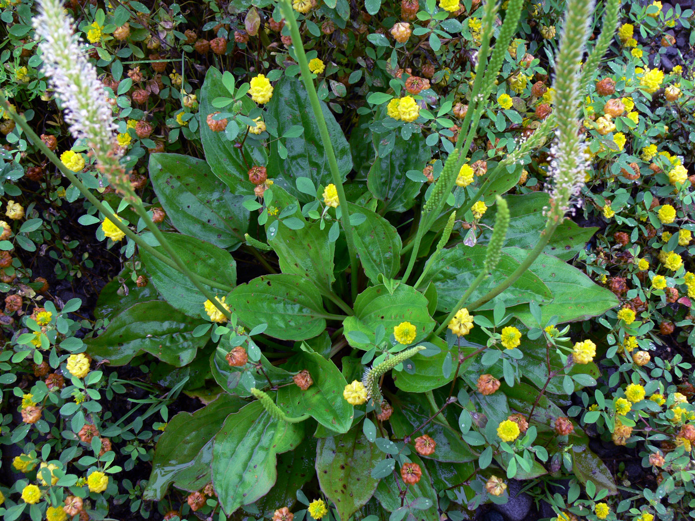 Image of Plantago major specimen.