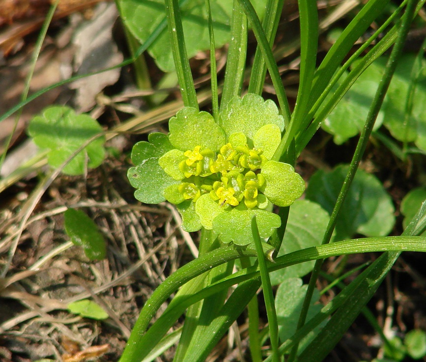 Изображение особи Chrysosplenium sibiricum.