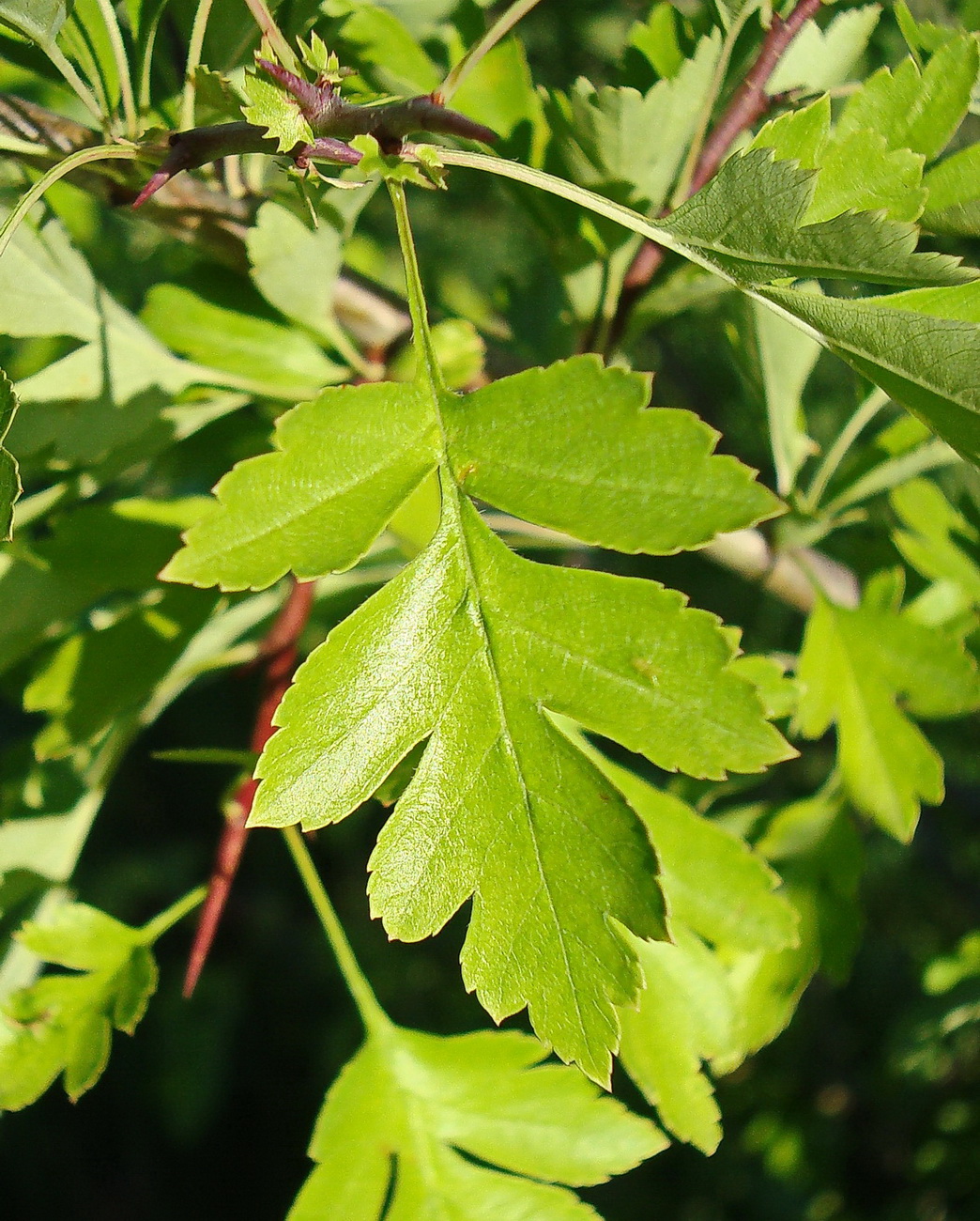 Изображение особи род Crataegus.