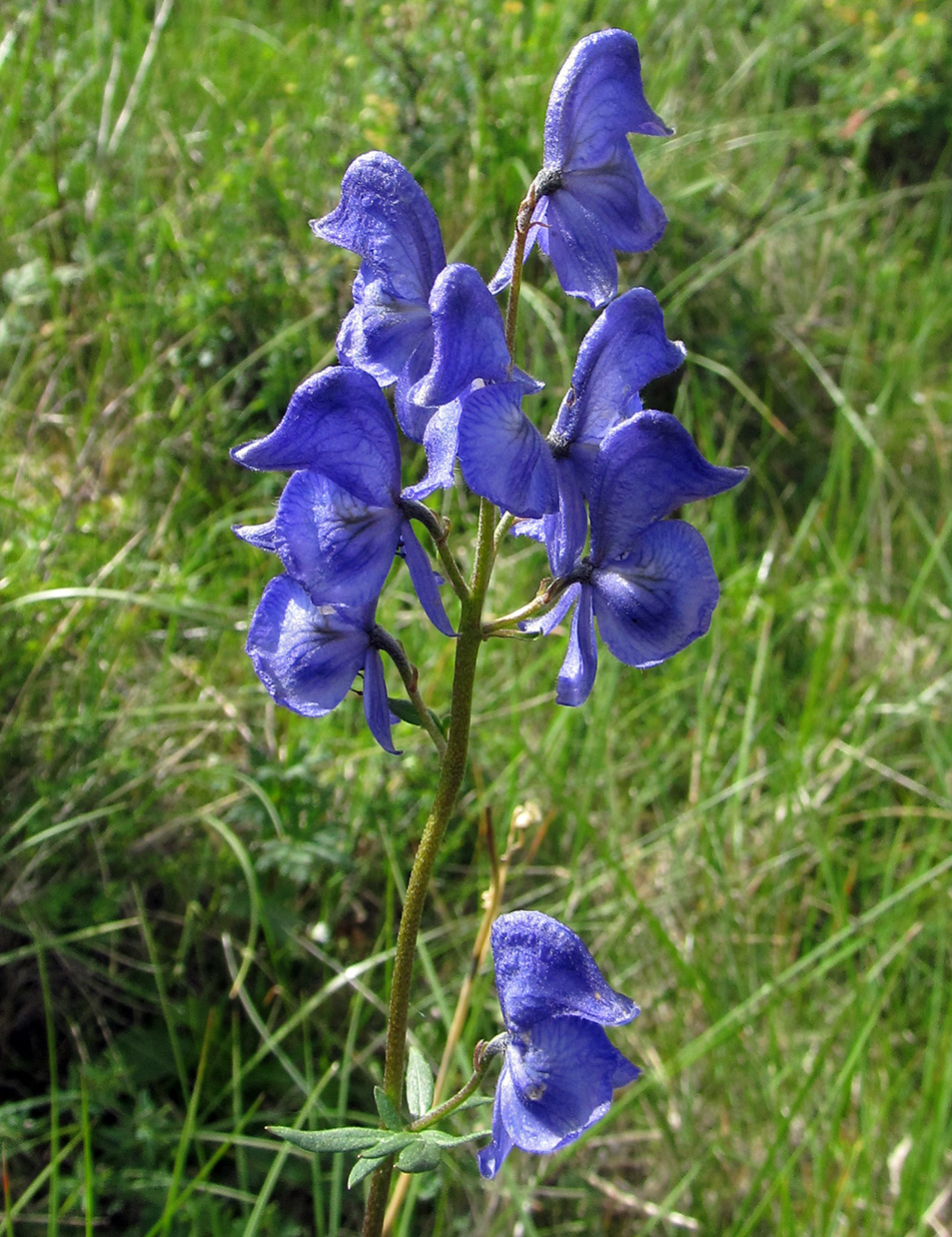 Image of Aconitum paskoi specimen.